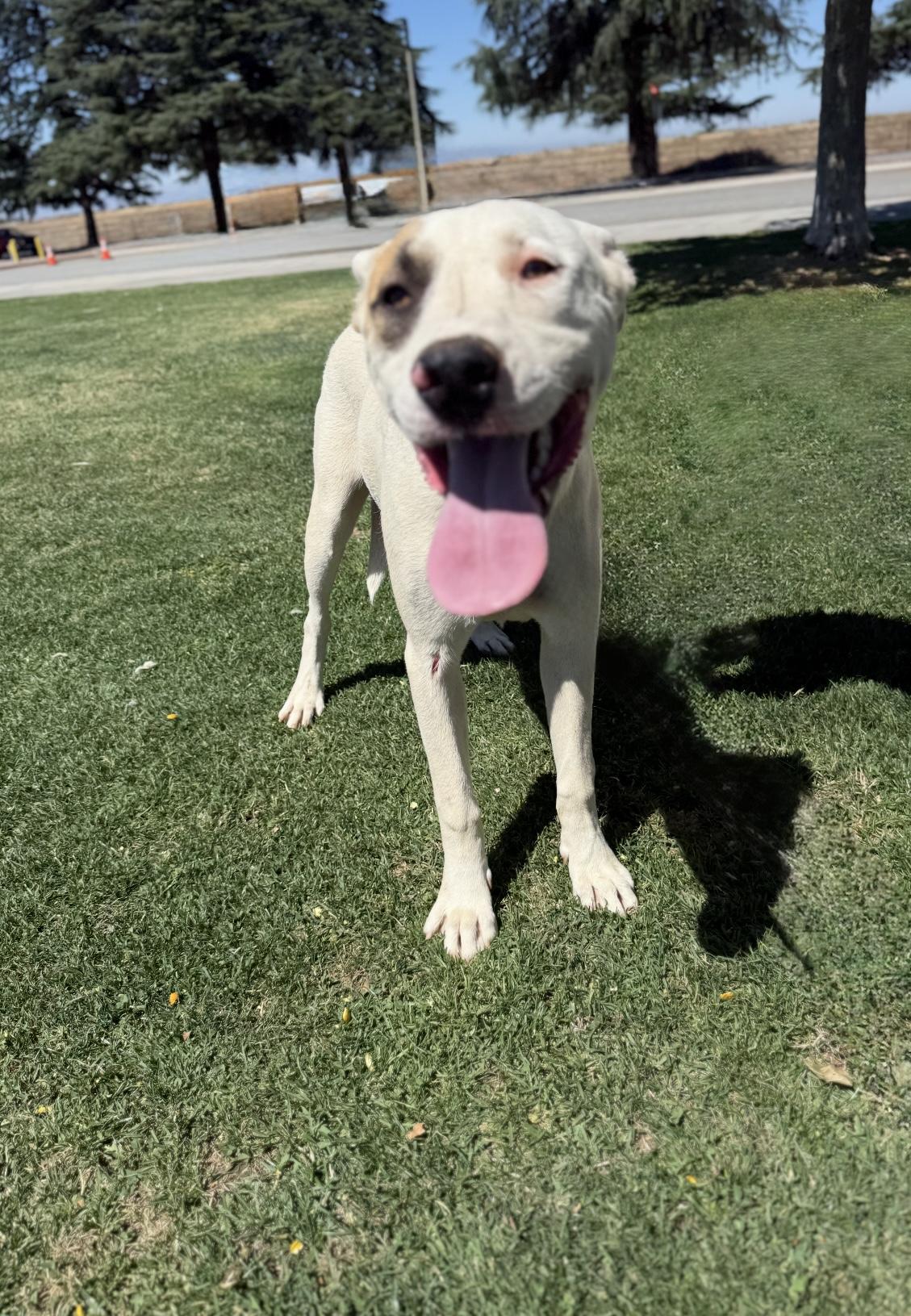 LUKE, Adoptable, Young Male Pit Bull Terrier.