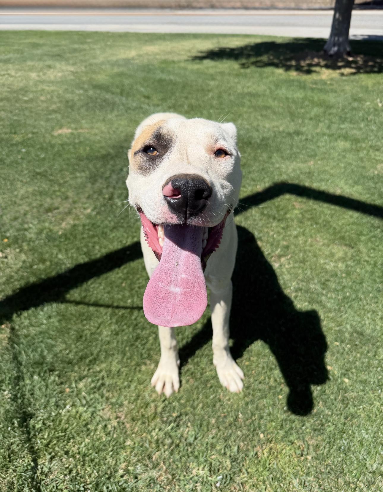 Enlarge LUKE, a Adoptable Pit Bull Terrier in Tacoma , WA image 2/3