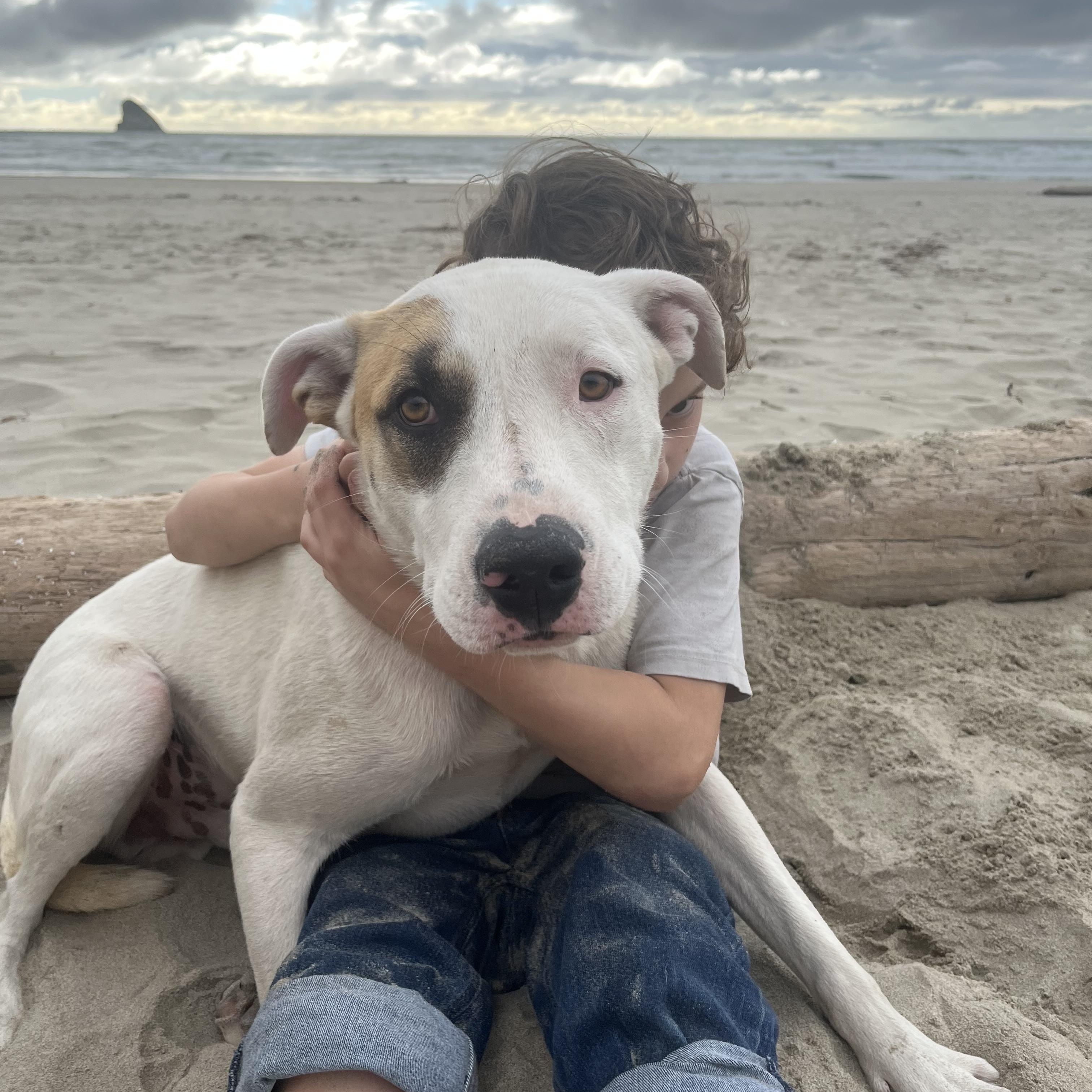 LUKE, Adoptable, Young Male Labrador Retriever.