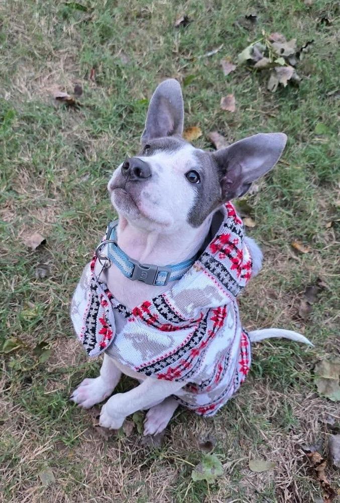 Theo, a Adoptable mixed breed in Shawnee, OK image 1/4