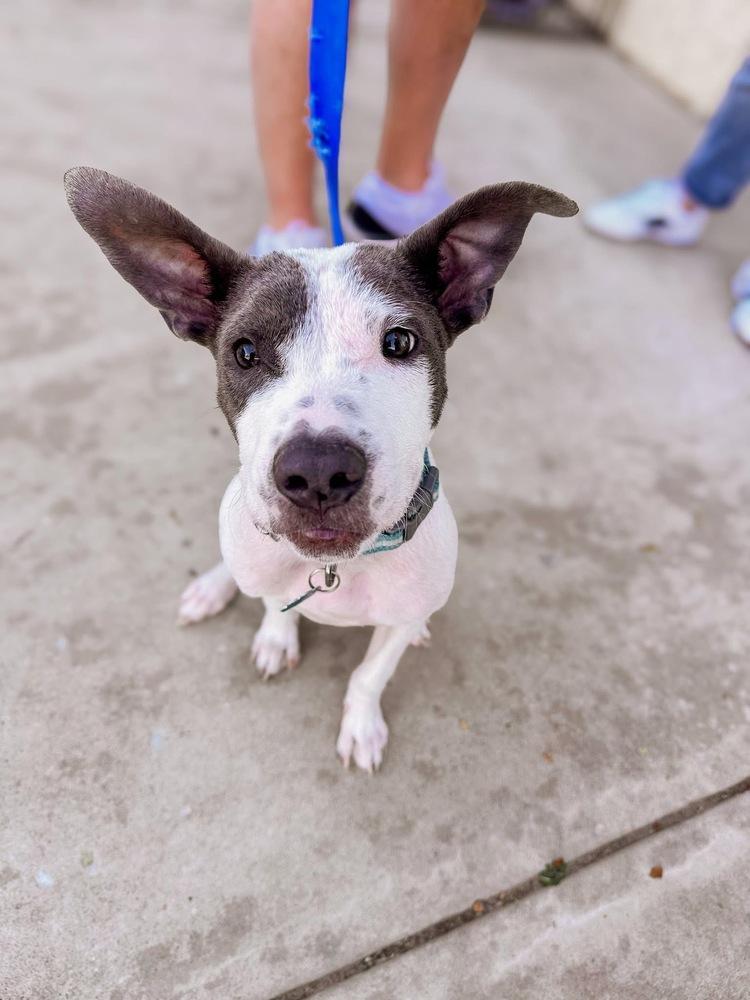 Theo, a Adoptable mixed breed in Shawnee, OK image 2/4