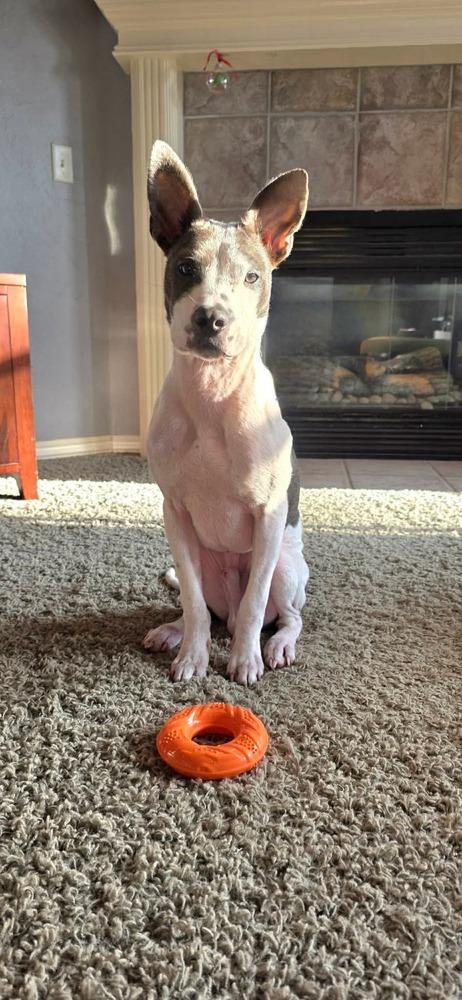 Enlarge Theo, a Adoptable mixed breed in Shawnee, OK image 3/5