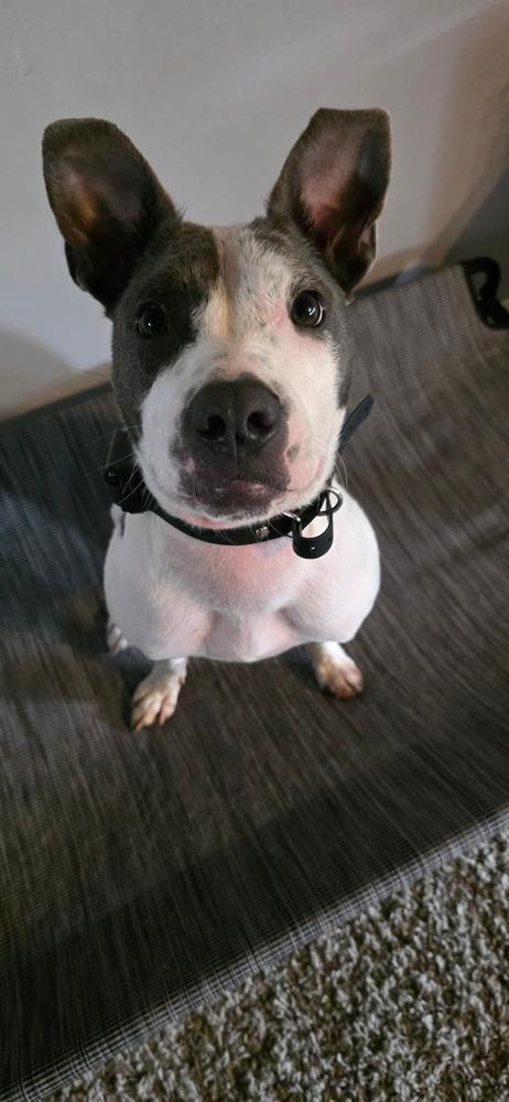 Enlarge Theo, a Adoptable mixed breed in Shawnee, OK image 3/6