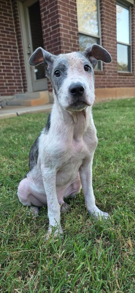 Theo, a Adoptable mixed breed in Shawnee, OK image 3/4