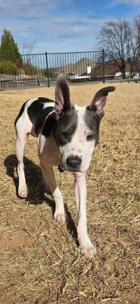 Enlarge Theo, a Adoptable mixed breed in Shawnee, OK image 5/5