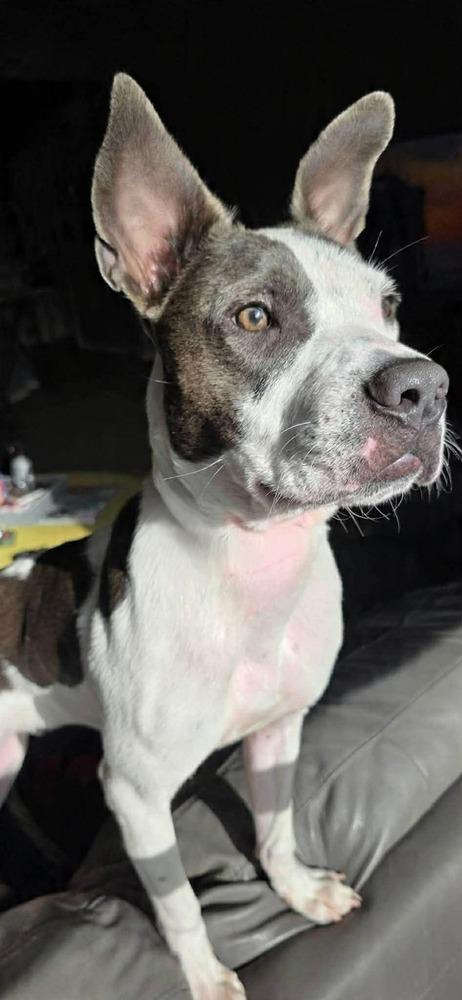 Enlarge Theo, a Adoptable mixed breed in Shawnee, OK image 6/6