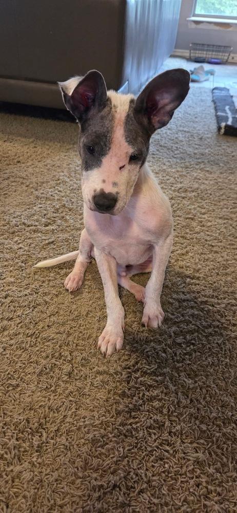 Theo, a Adoptable mixed breed in Shawnee, OK image 4/4