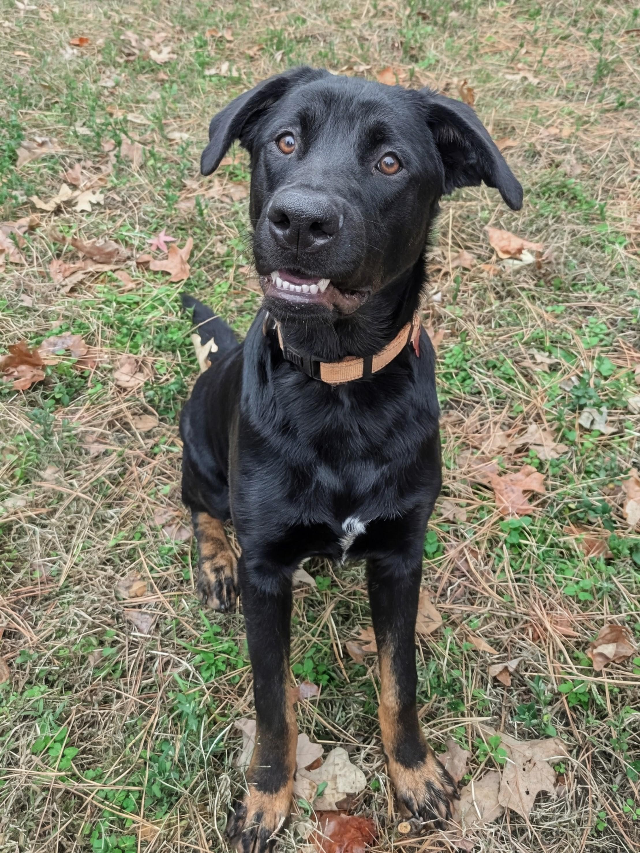 Bear - AVAILABLE TO FOSTER OR ADOPT, ADOPTABLE, Young Male Black Labrador Retriever.