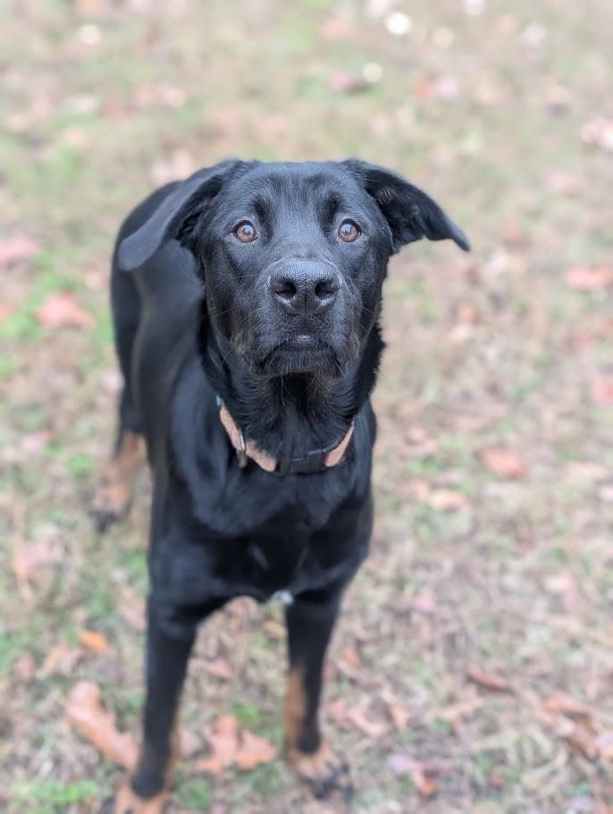 Bear - AVAILABLE TO FOSTER OR ADOPT, a ADOPTABLE mixed breed in Clayton, NC image 2/5