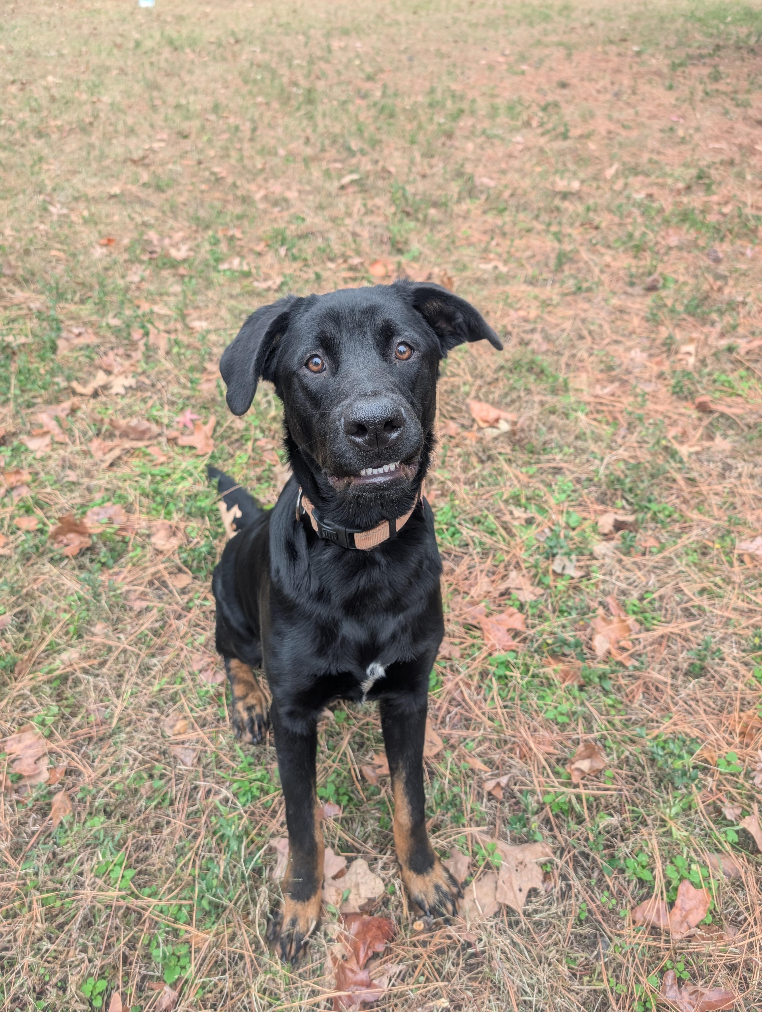 Bear - AVAILABLE TO FOSTER OR ADOPT, a ADOPTABLE mixed breed in Clayton, NC image 3/5