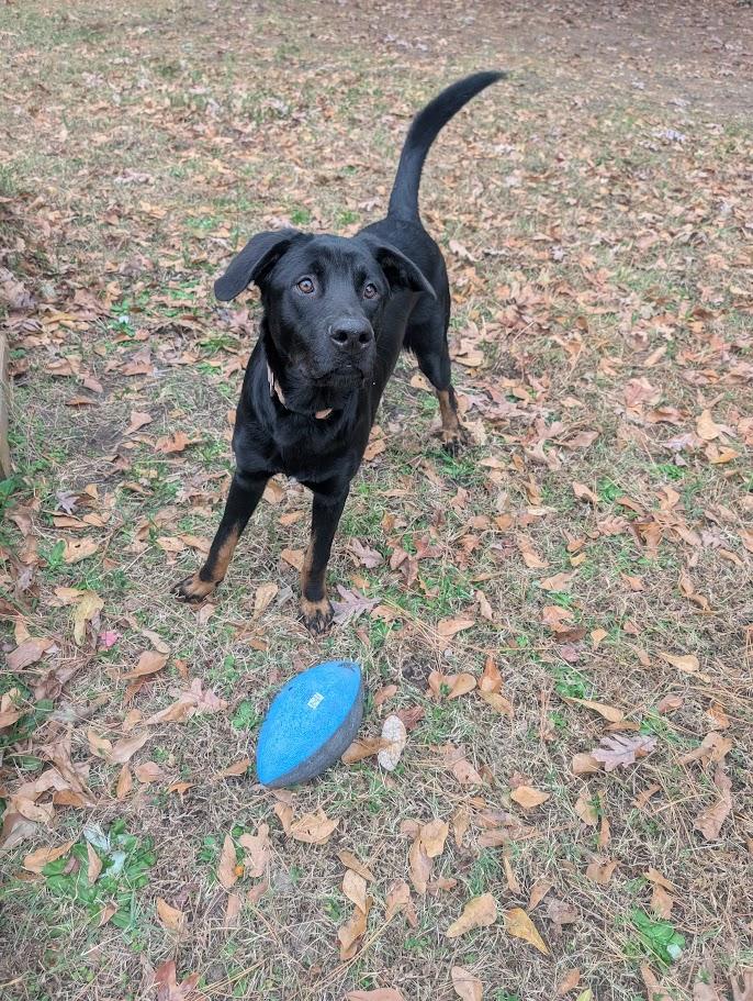 Bear - AVAILABLE TO FOSTER OR ADOPT, a ADOPTABLE mixed breed in Clayton, NC image 4/5