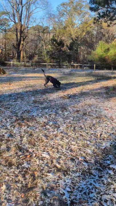 Enlarge Bear  - AVAILABLE TO FOSTER OR ADOPT, a ADOPTABLE mixed breed in Clayton, NC video 5/5