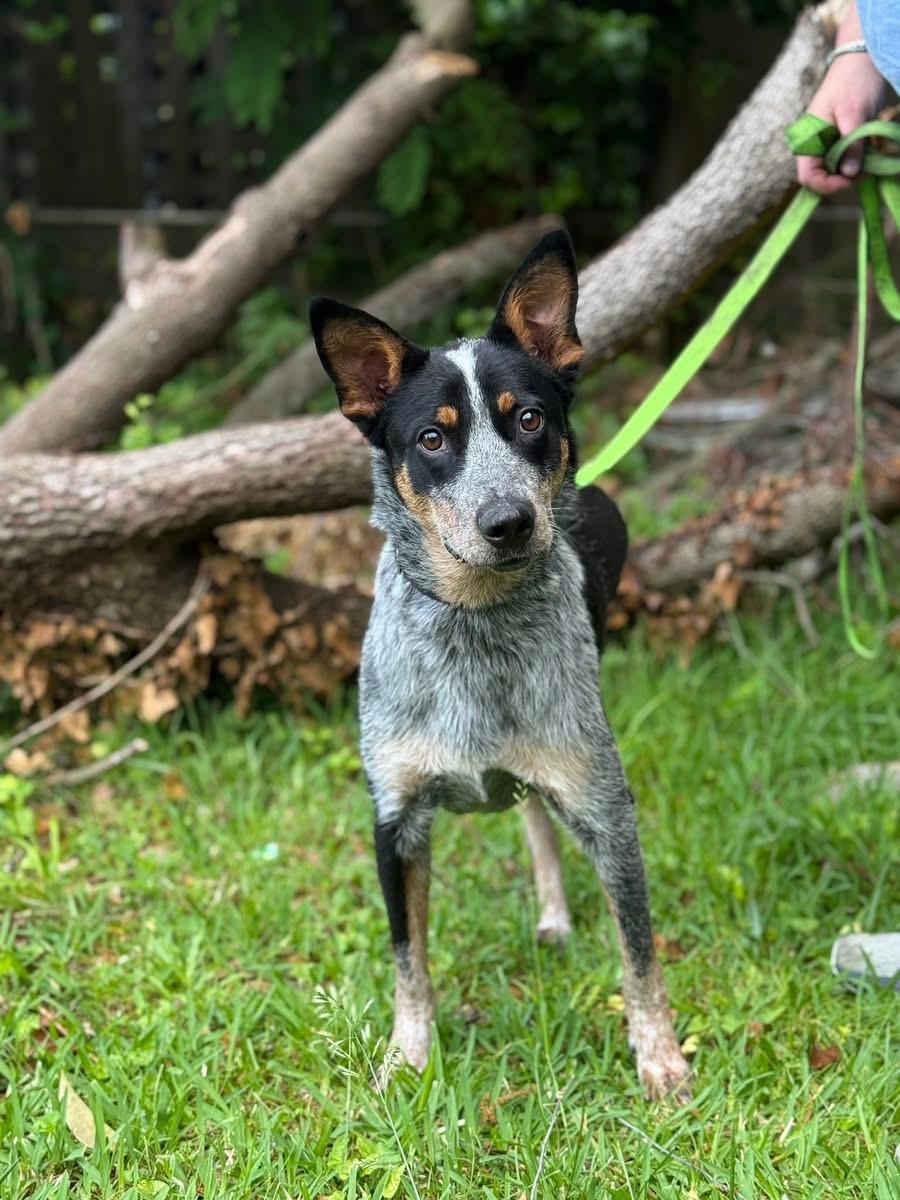 Jax, an adopted Australian Cattle Dog / Blue Heeler in Winchester , VA image 3/6