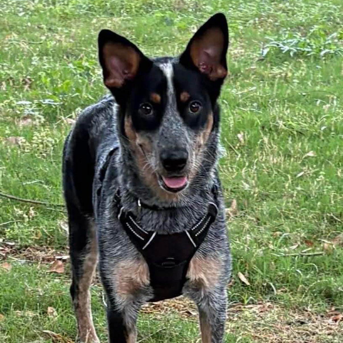 Jax, an adopted Australian Cattle Dog / Blue Heeler in Winchester , VA image 4/6