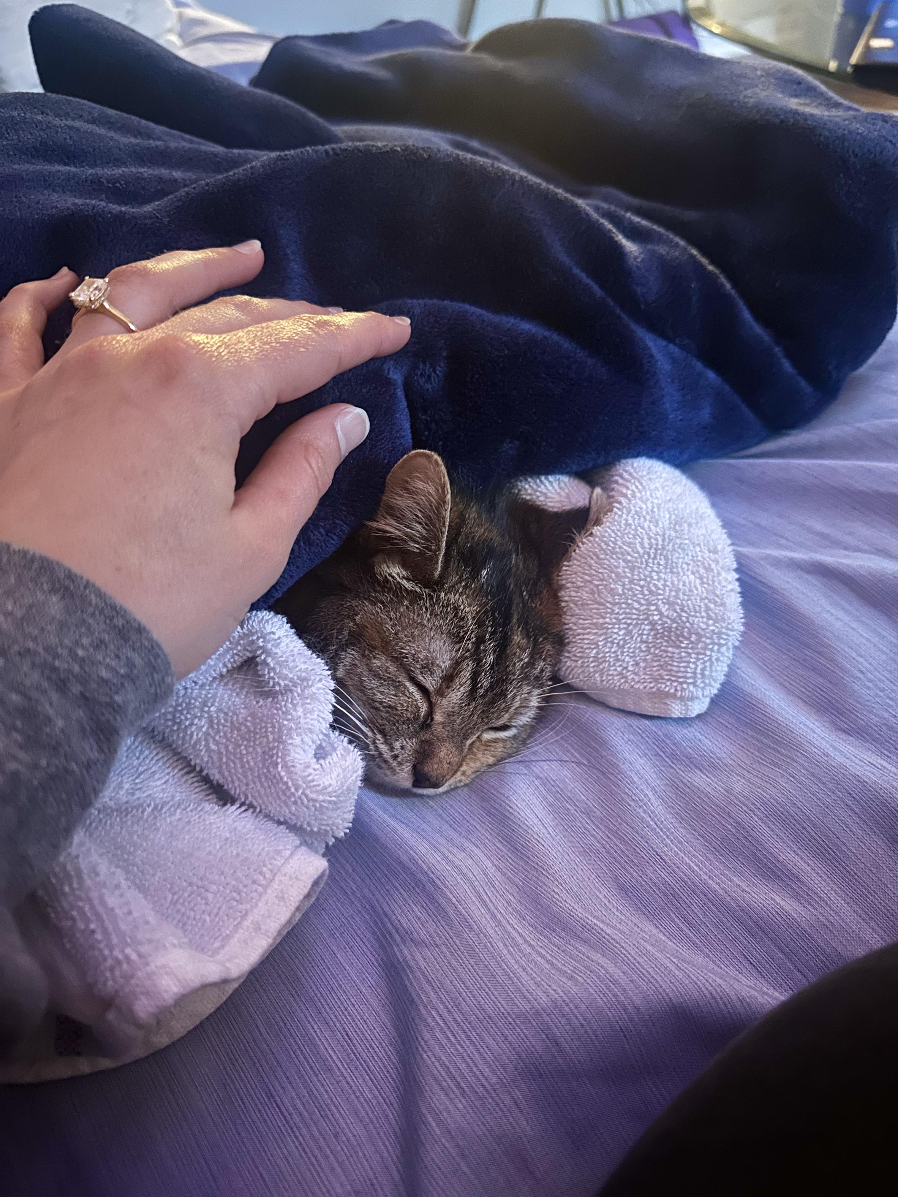 Shenzi — thumbnail 3