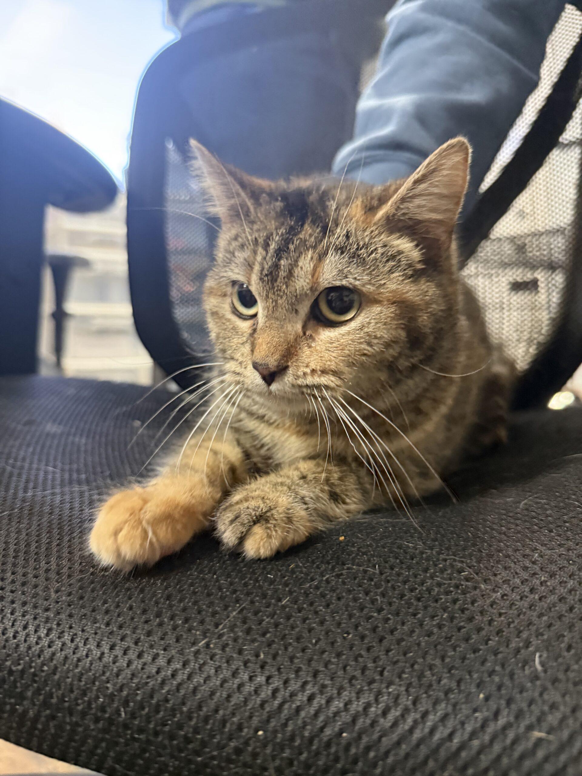 Shenzi — thumbnail 4