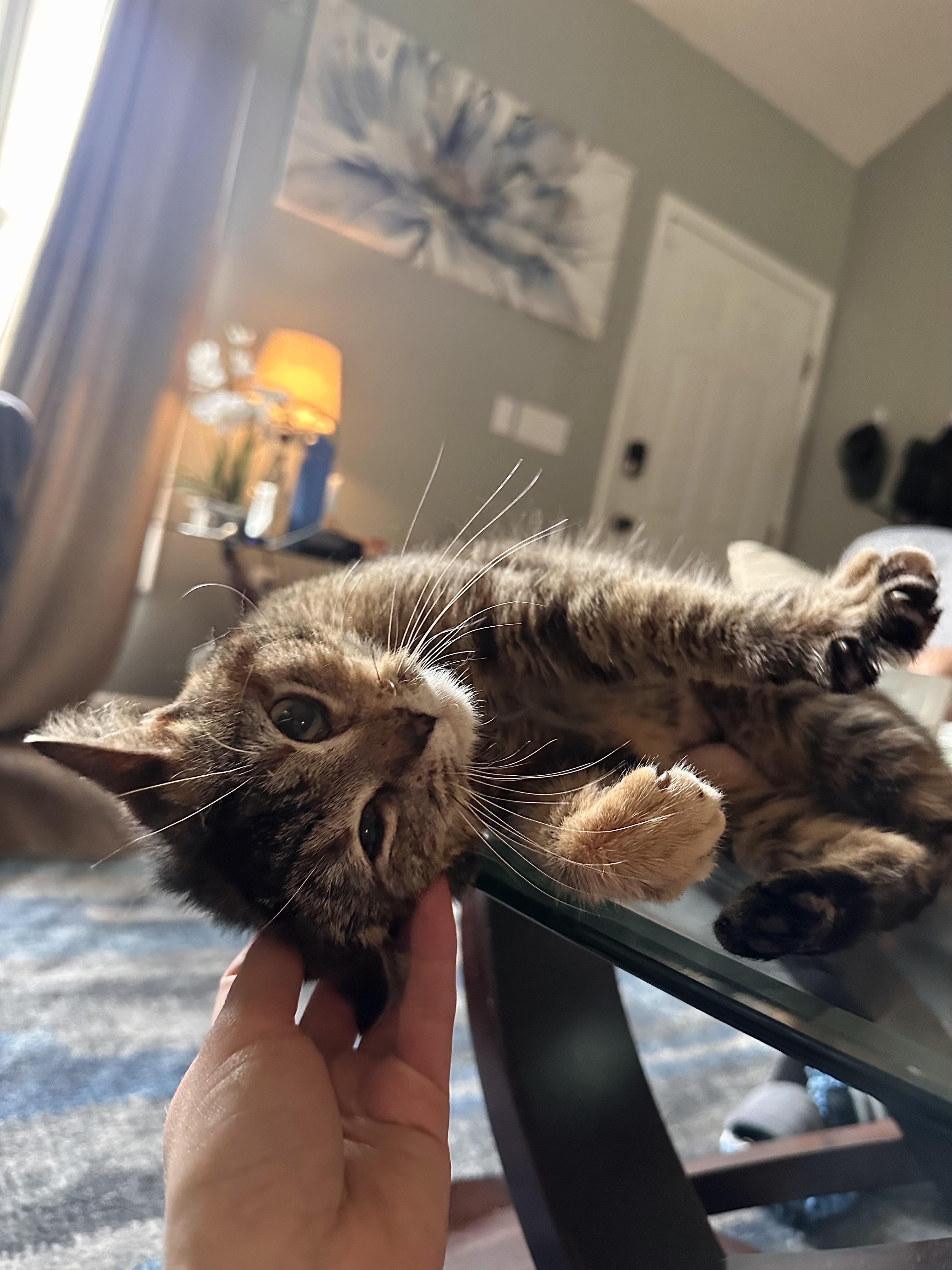 Shenzi — thumbnail 6