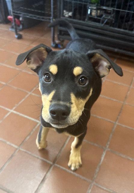 Enlarge Cano, a Adopted mixed breed in Lake Hopatcong, NJ image 1/3