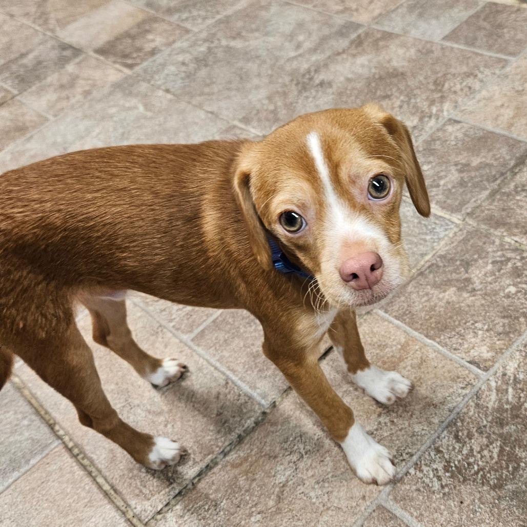 Monty, Adoptable, Young Male Chihuahua & Beagle.