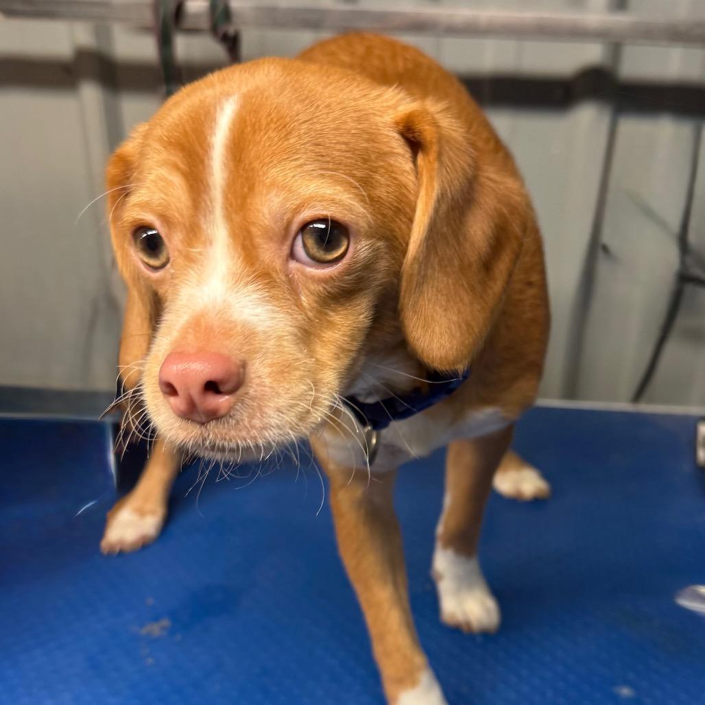 Monty, Adoptable, Young Male Chihuahua & Beagle.