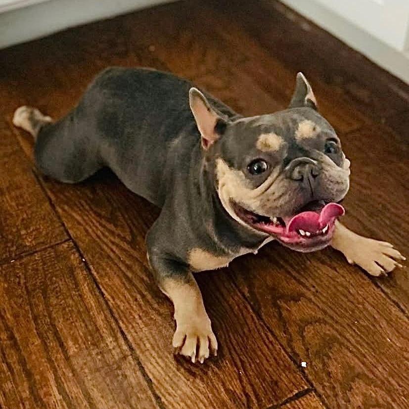 Enlarge Laverne, a ADOPTABLE French Bulldog in Citrus Heights, CA image 5/6