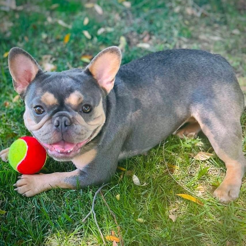 Enlarge Laverne, a ADOPTABLE French Bulldog in Citrus Heights, CA image 2/6