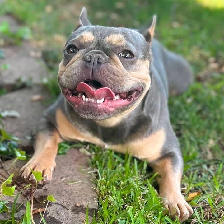 Enlarge Laverne, a ADOPTABLE French Bulldog in Citrus Heights, CA image 1/6