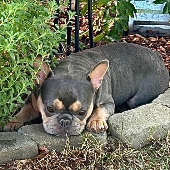 Enlarge Laverne, a ADOPTABLE French Bulldog in Citrus Heights, CA image 4/6