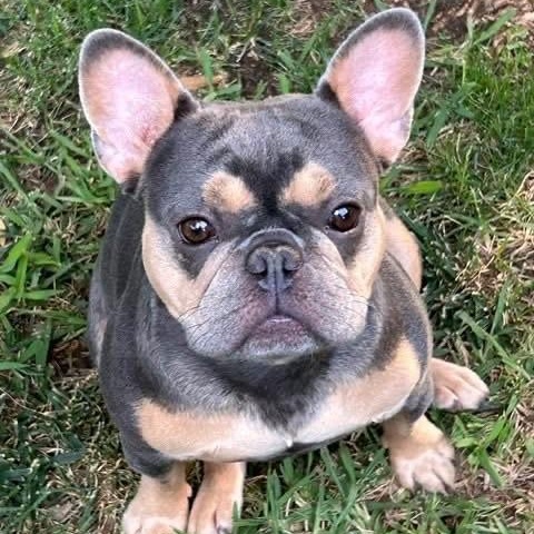 Enlarge Laverne, a ADOPTABLE French Bulldog in Citrus Heights, CA image 3/6