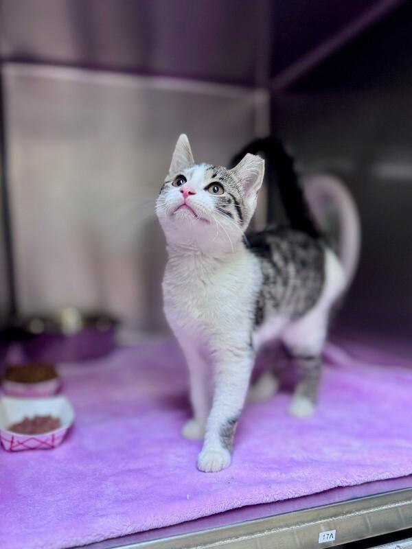 Enlarge Sari, a Adoptable Domestic Short Hair in Wooster, OH image 1/1