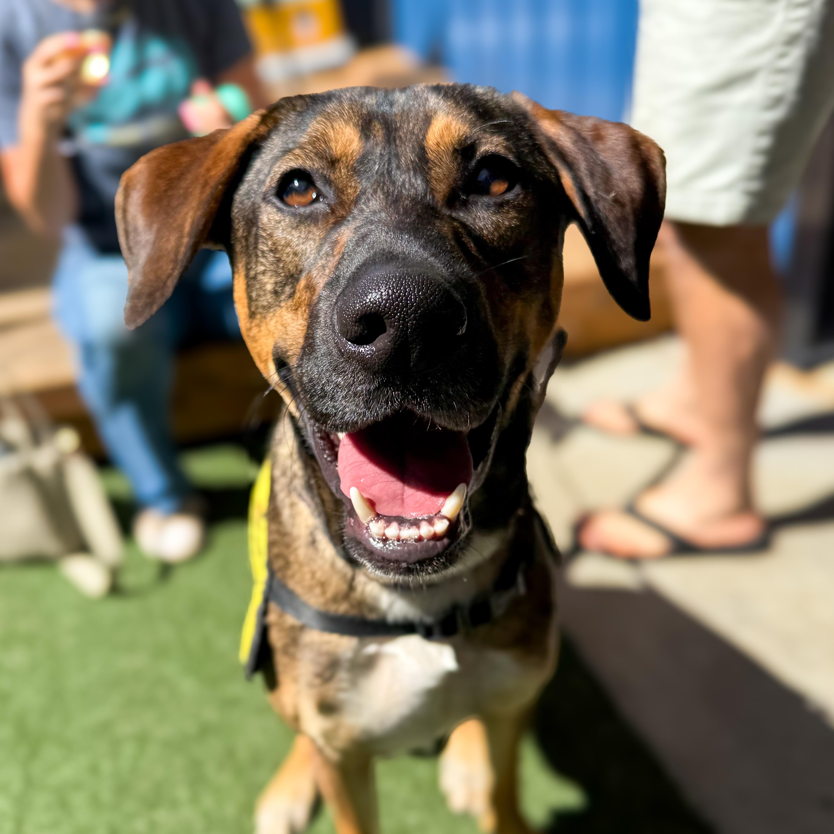 Pongo, an adopted Mixed Breed in Greer, SC image 1/6