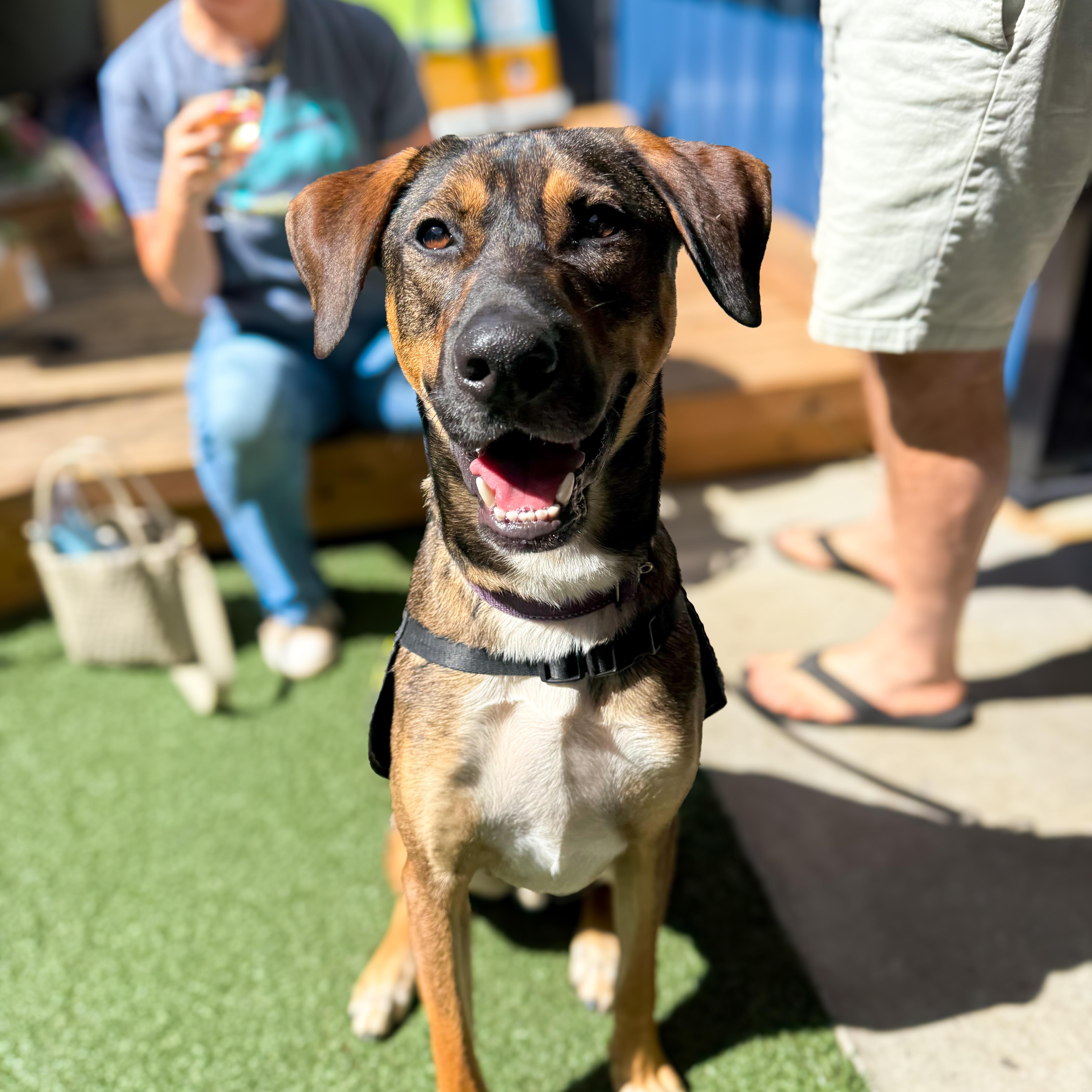 Pongo, an adopted Mixed Breed in Greer, SC image 2/6