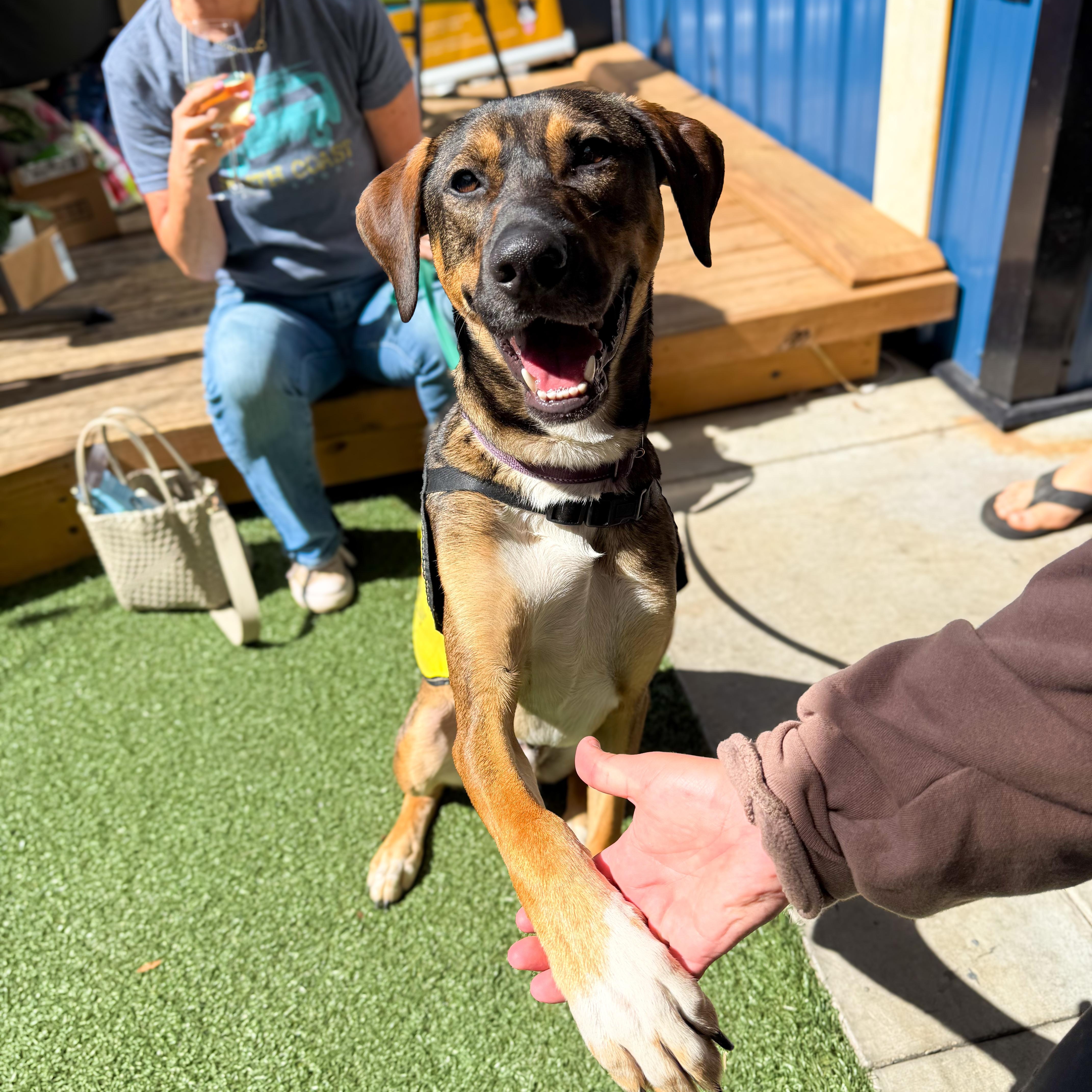 Pongo, an adopted Mixed Breed in Greer, SC image 3/6