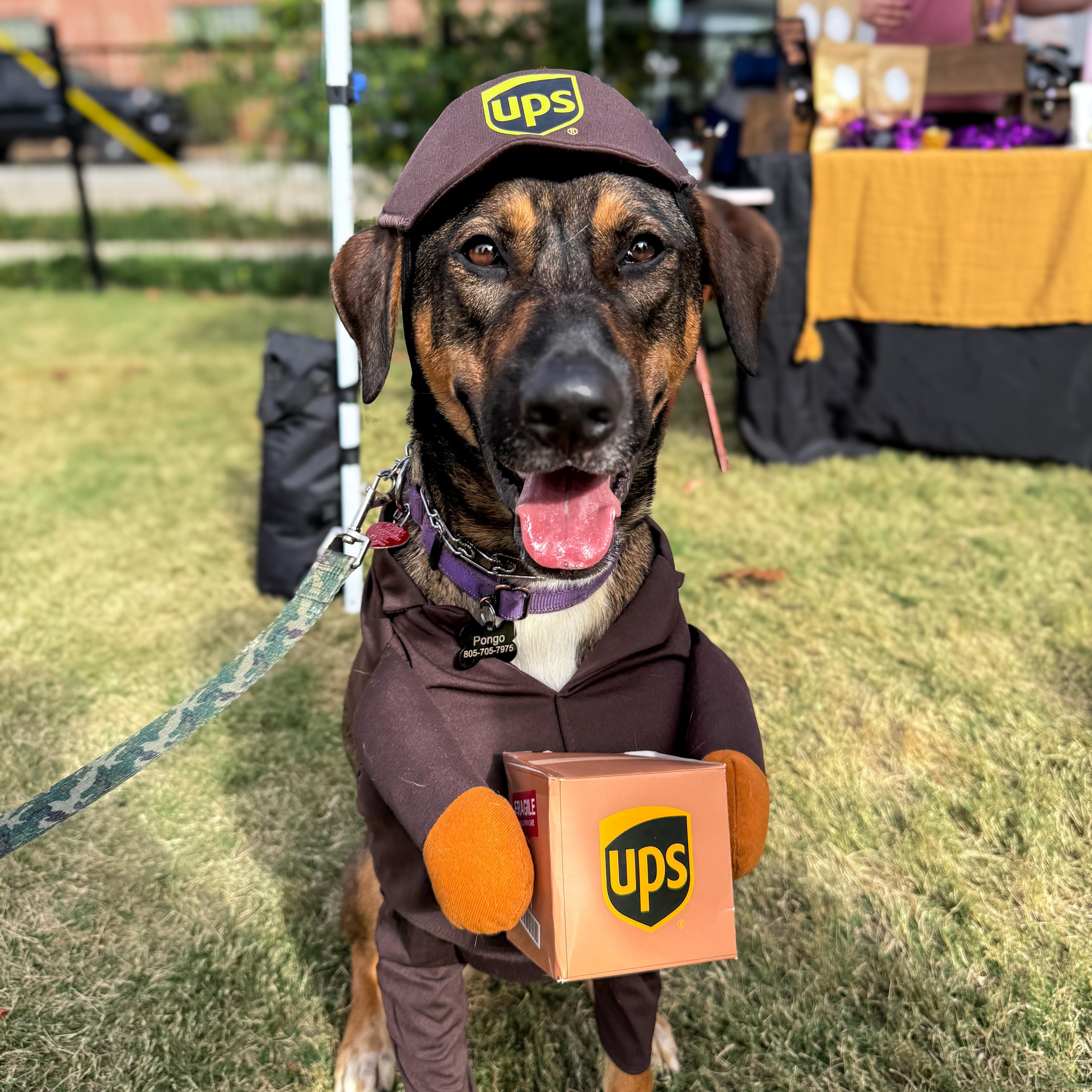 Pongo, an adopted Mixed Breed in Greer, SC image 5/6