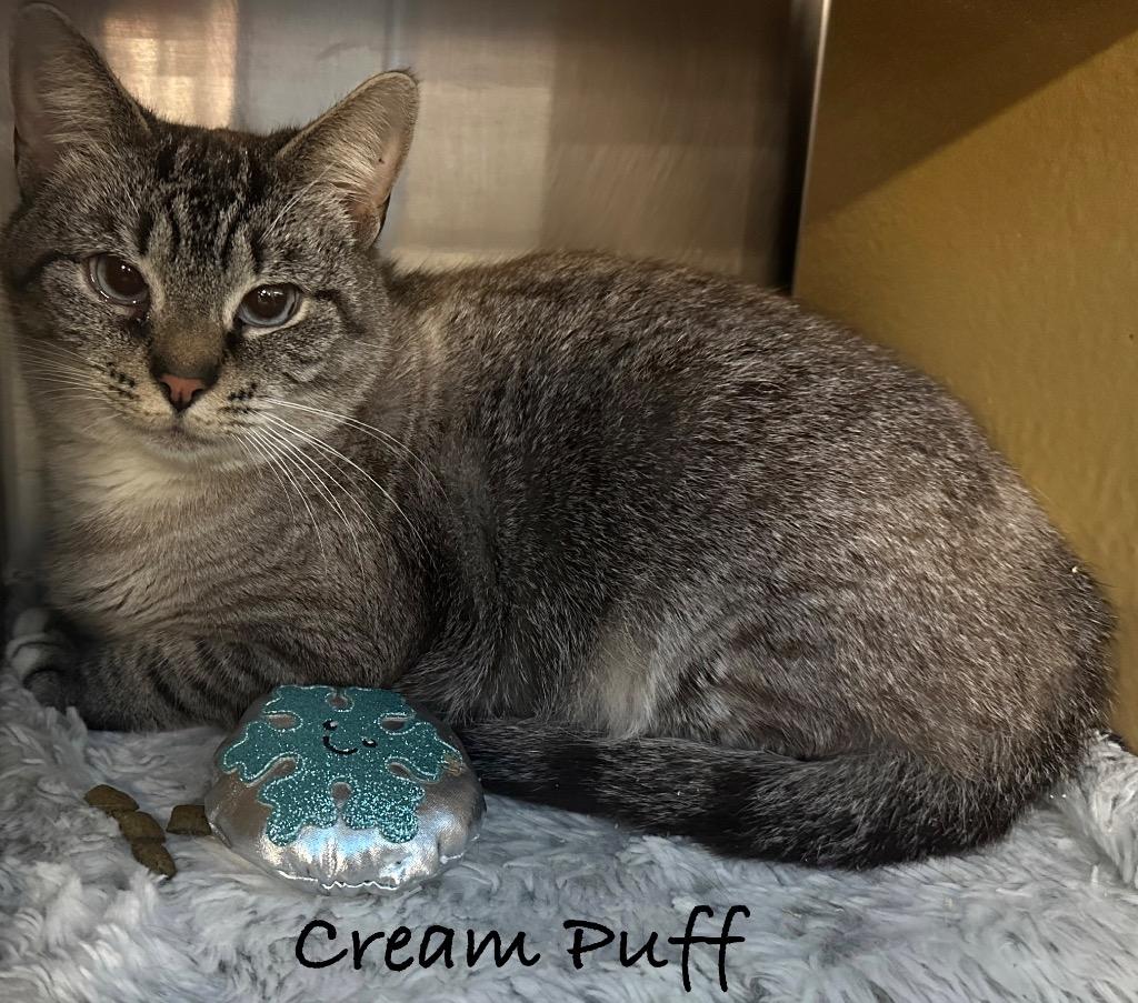 Cream Puff, Adoptable, Adult Female Siamese.