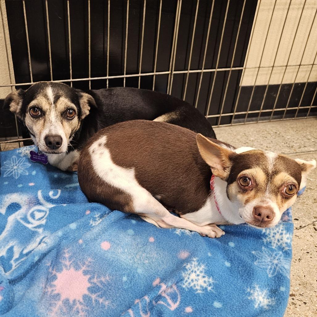 Harley, a Adoptable mixed breed in Apple Valley, CA image 1/3