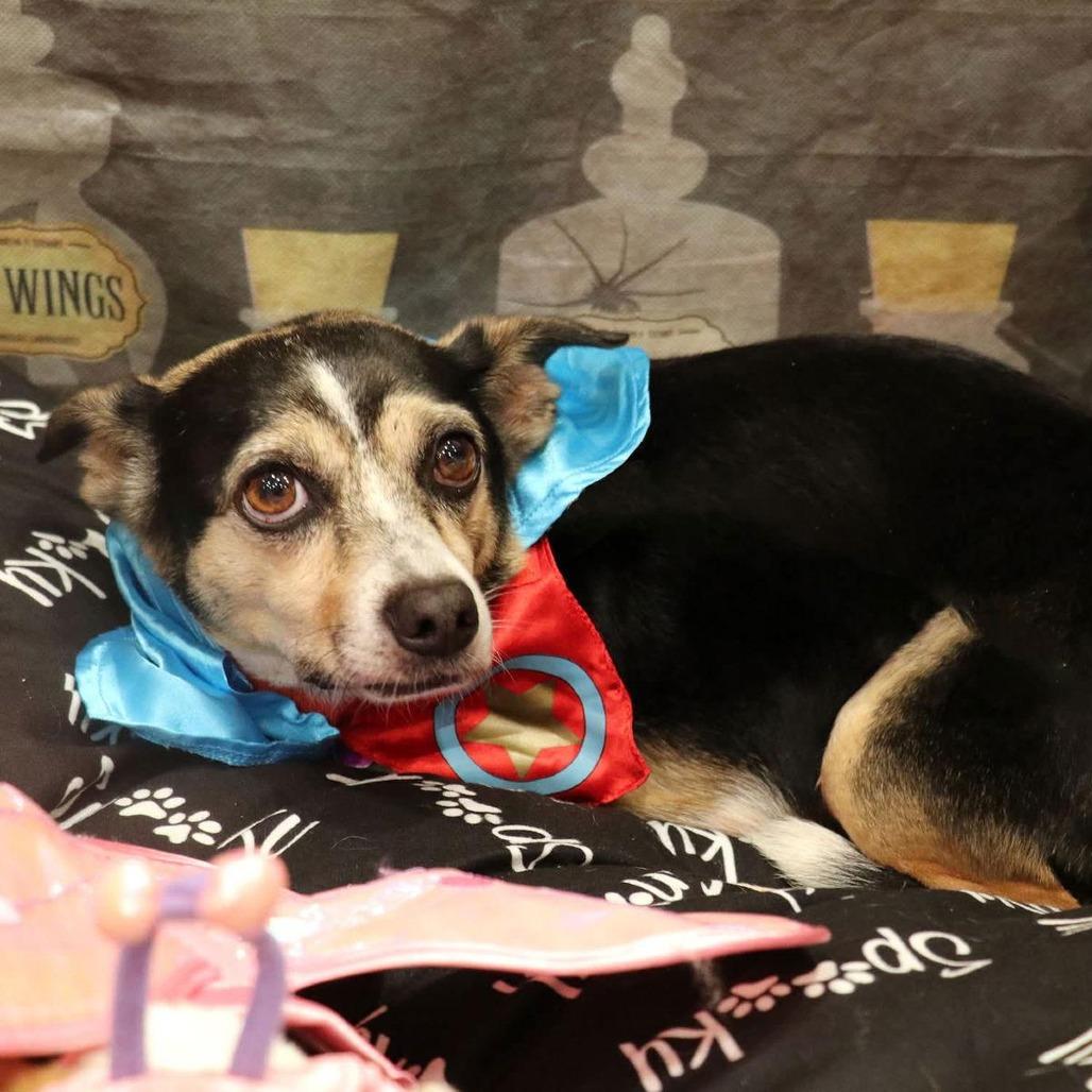 Harley, Adoptable, Adult Male Chihuahua.