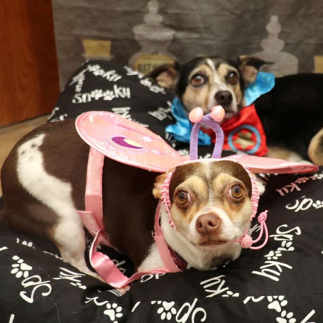 Harley — thumbnail 2