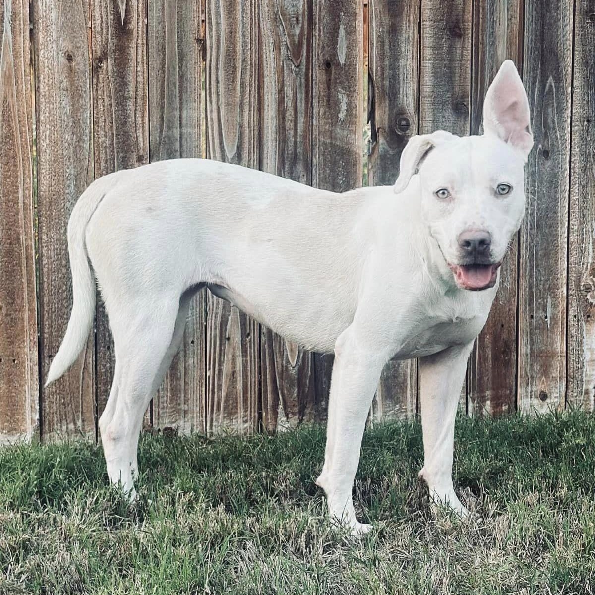 Dog for adoption Francine, a Labrador Retriever in Butte, MT Petfinder