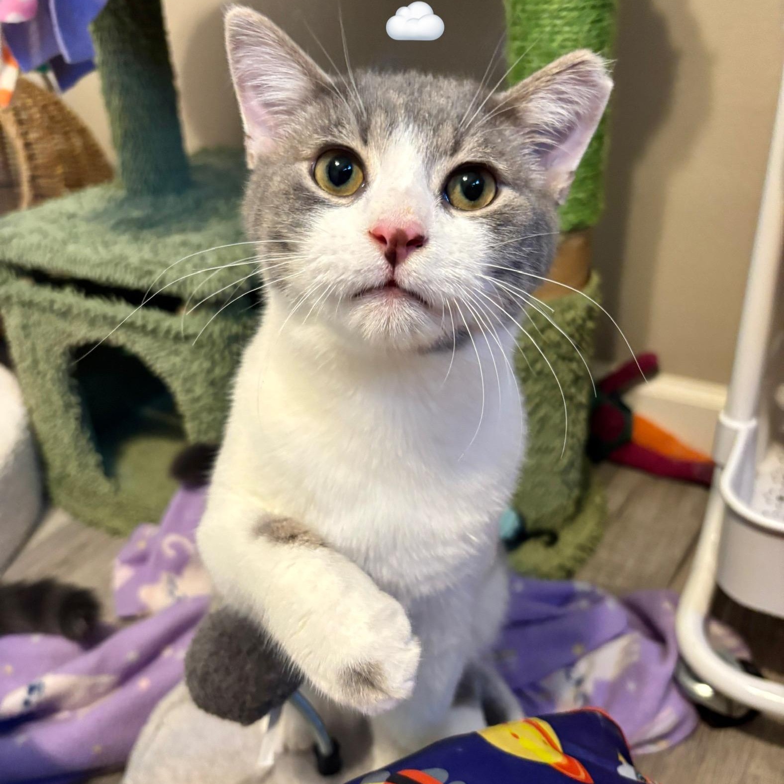 Sparkles and Stormy, Adoptable, Kitten Female Domestic Short Hair.