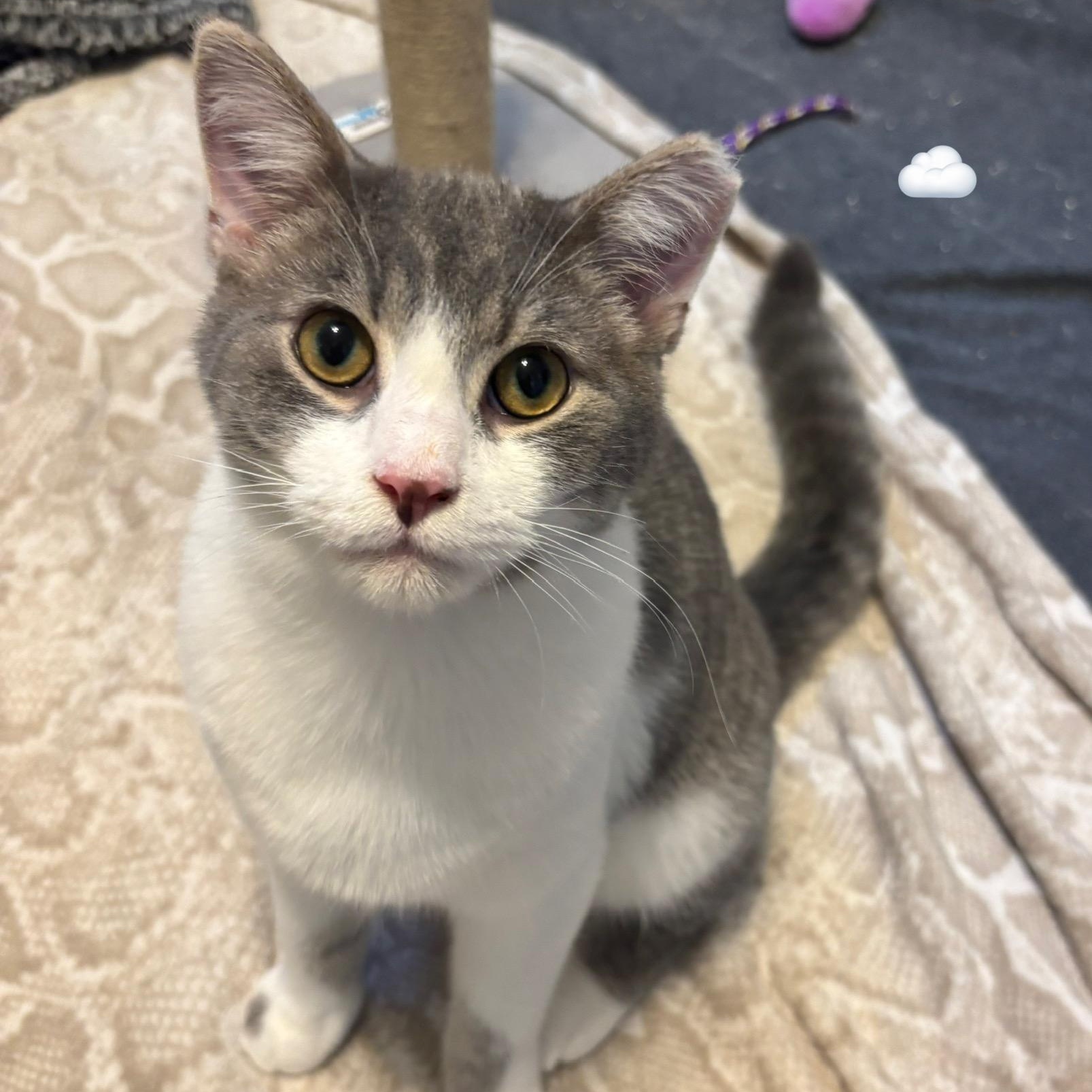 Sparkles and Stormy, a Adoptable mixed breed in South Park, PA image 2/6