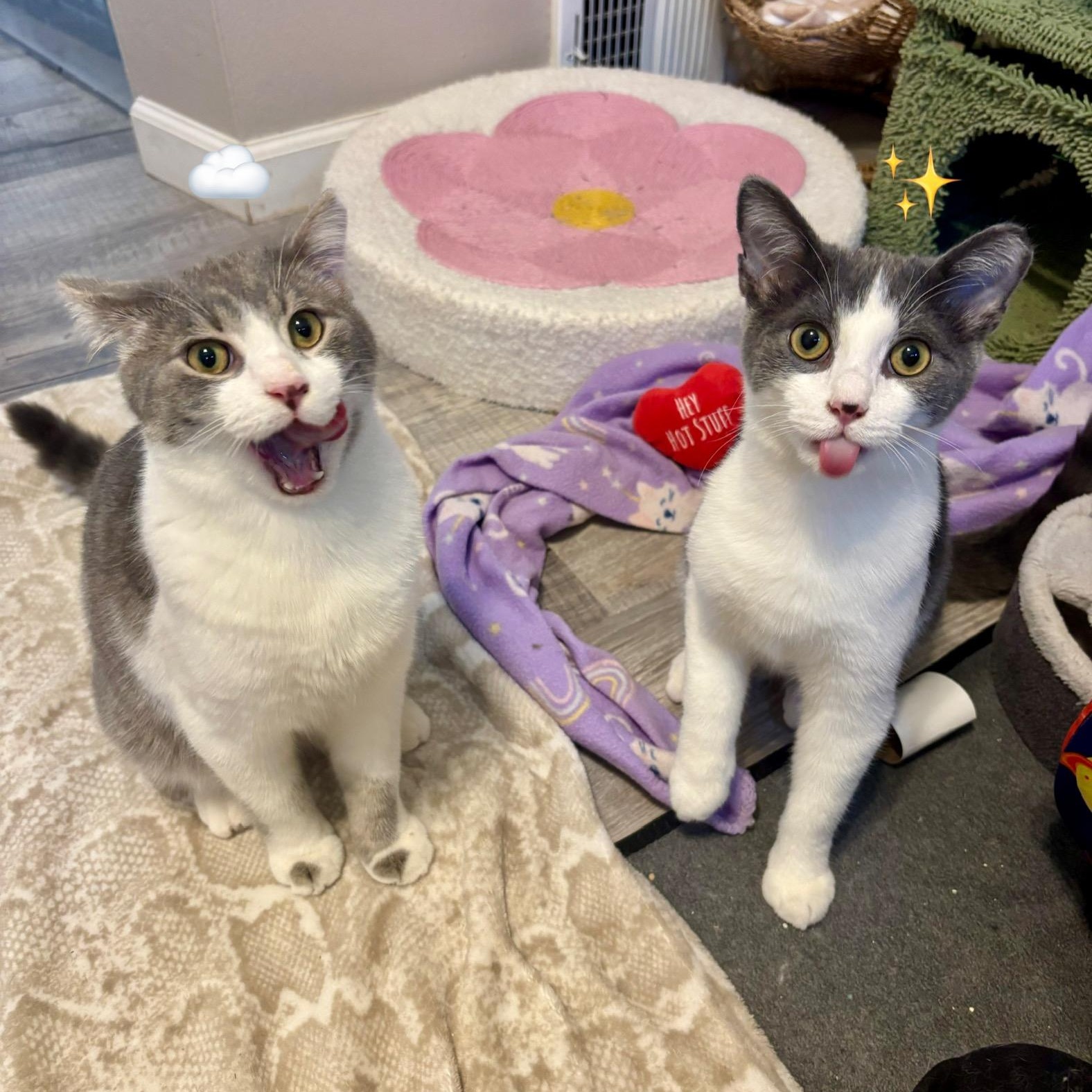 Sparkles and Stormy, a Adoptable mixed breed in South Park, PA image 3/6