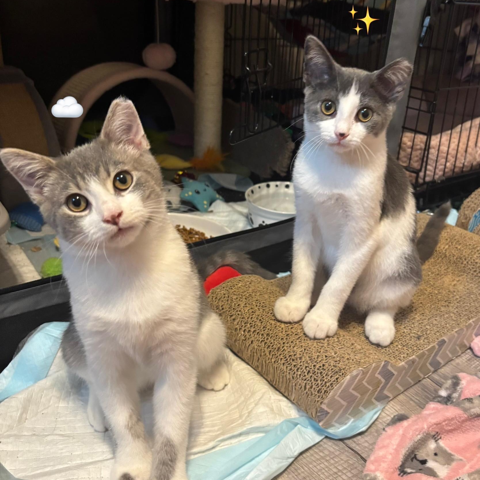 Sparkles and Stormy, a Adoptable mixed breed in South Park, PA image 5/6