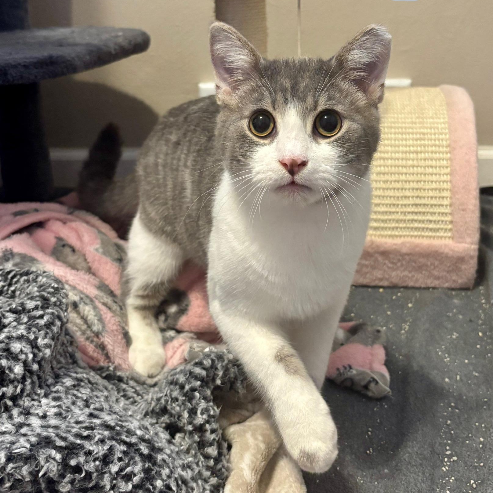 Sparkles and Stormy, a Adoptable mixed breed in South Park, PA image 6/6