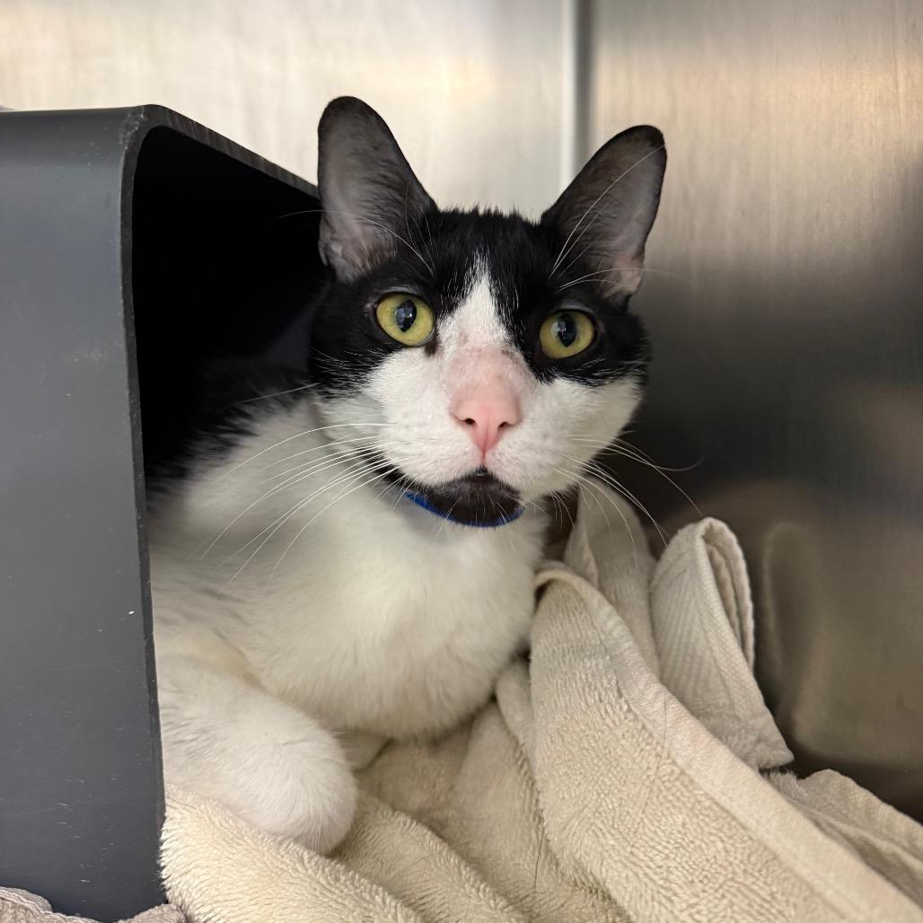 Enlarge Oreo, a Adoptable mixed breed in Chicago, IL image 1/2