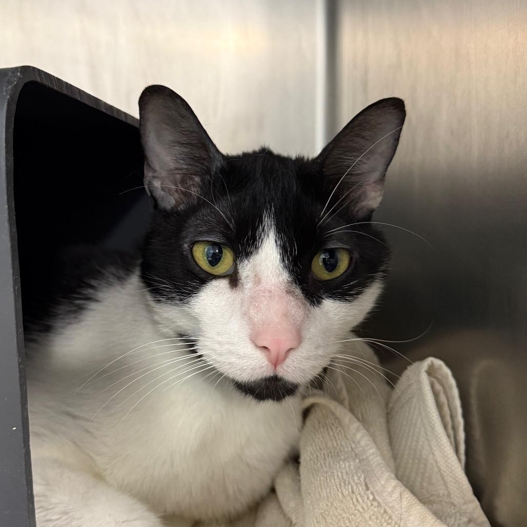 Enlarge Oreo, a Adoptable mixed breed in Chicago, IL image 2/2