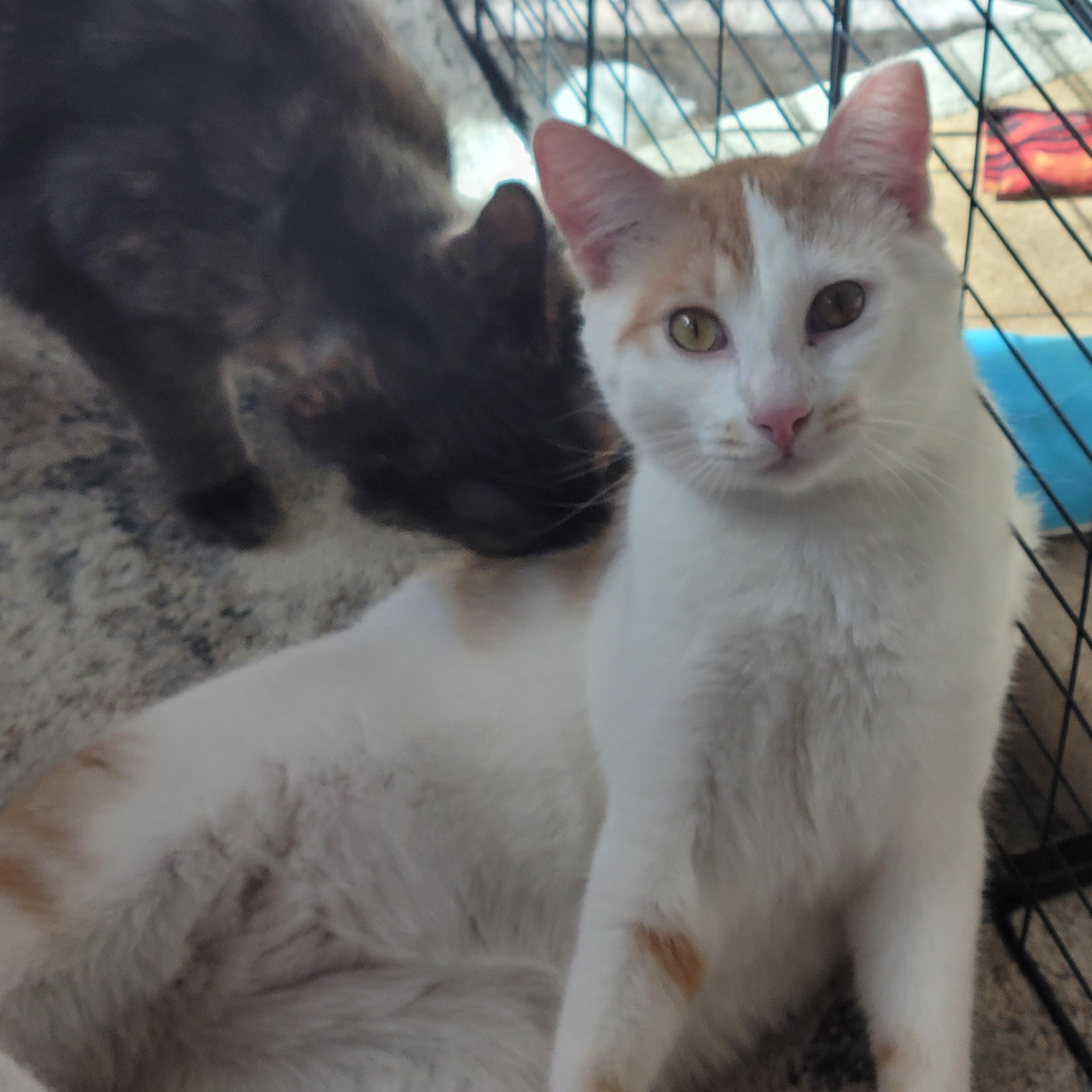 Joji, Adoptable, Young Male Domestic Short Hair & Turkish Van.