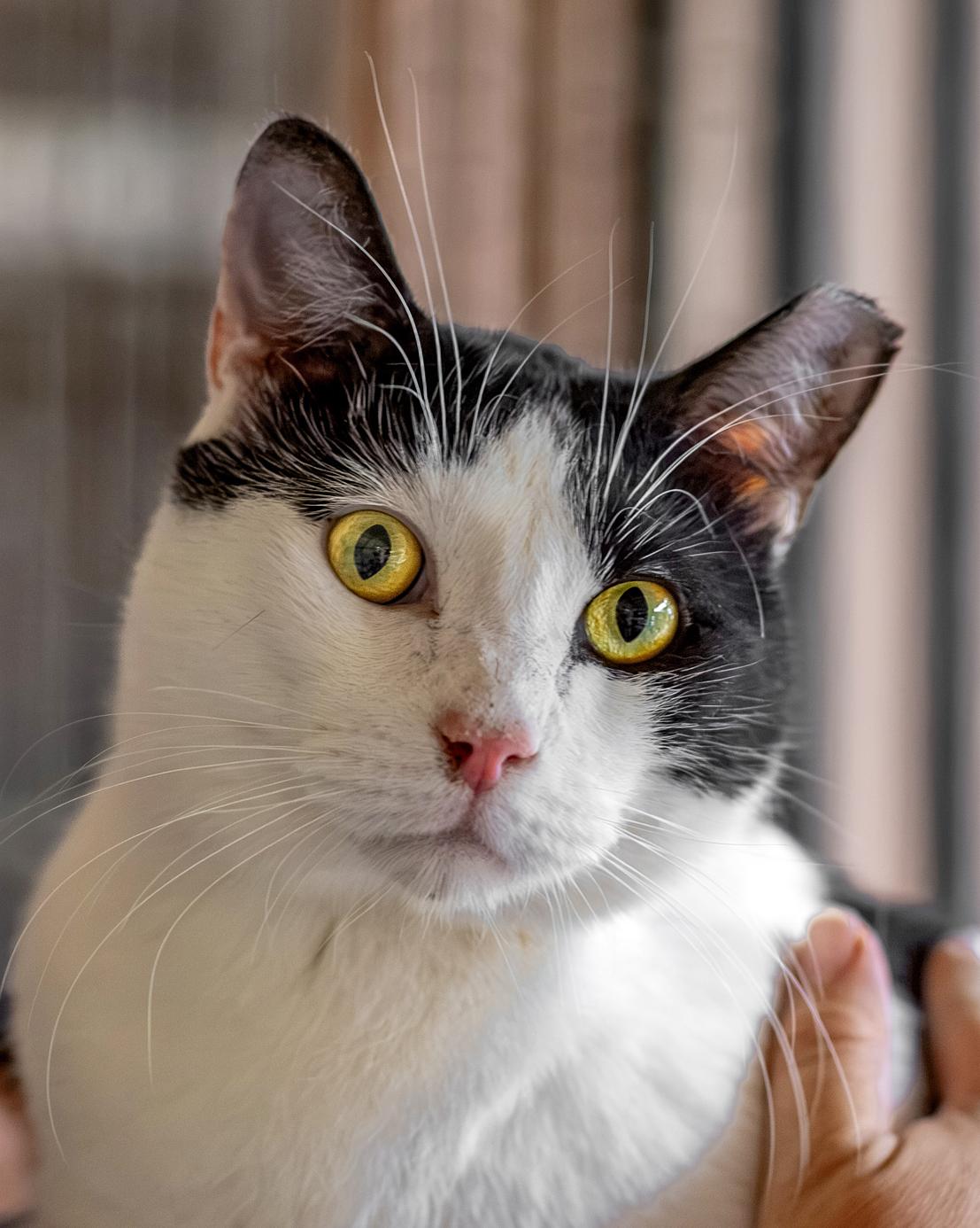 Basil, Adoptable, Adult Male Domestic Short Hair.