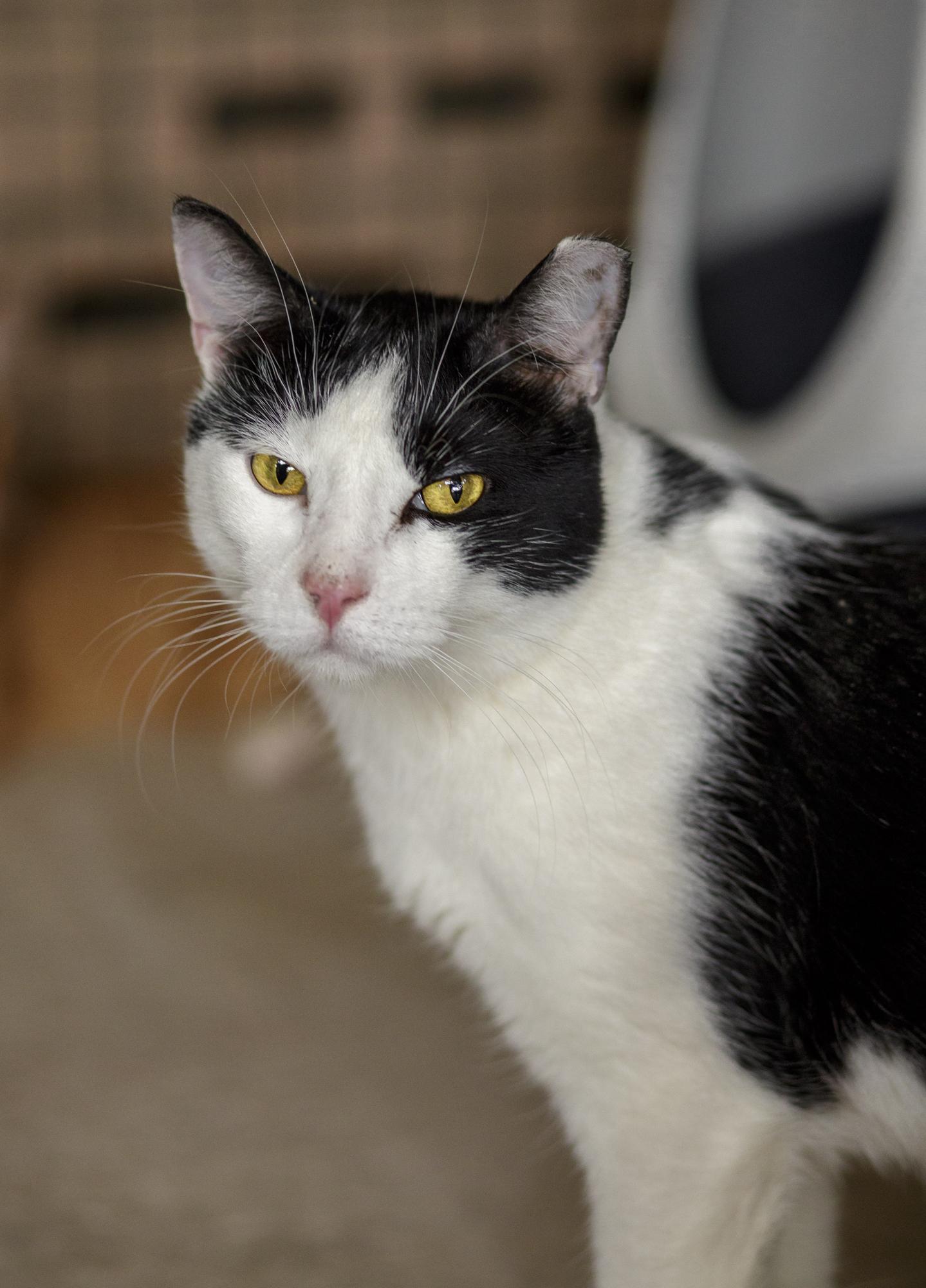 Enlarge Basil, a Adoptable Domestic Short Hair in Marana, AZ image 2/2