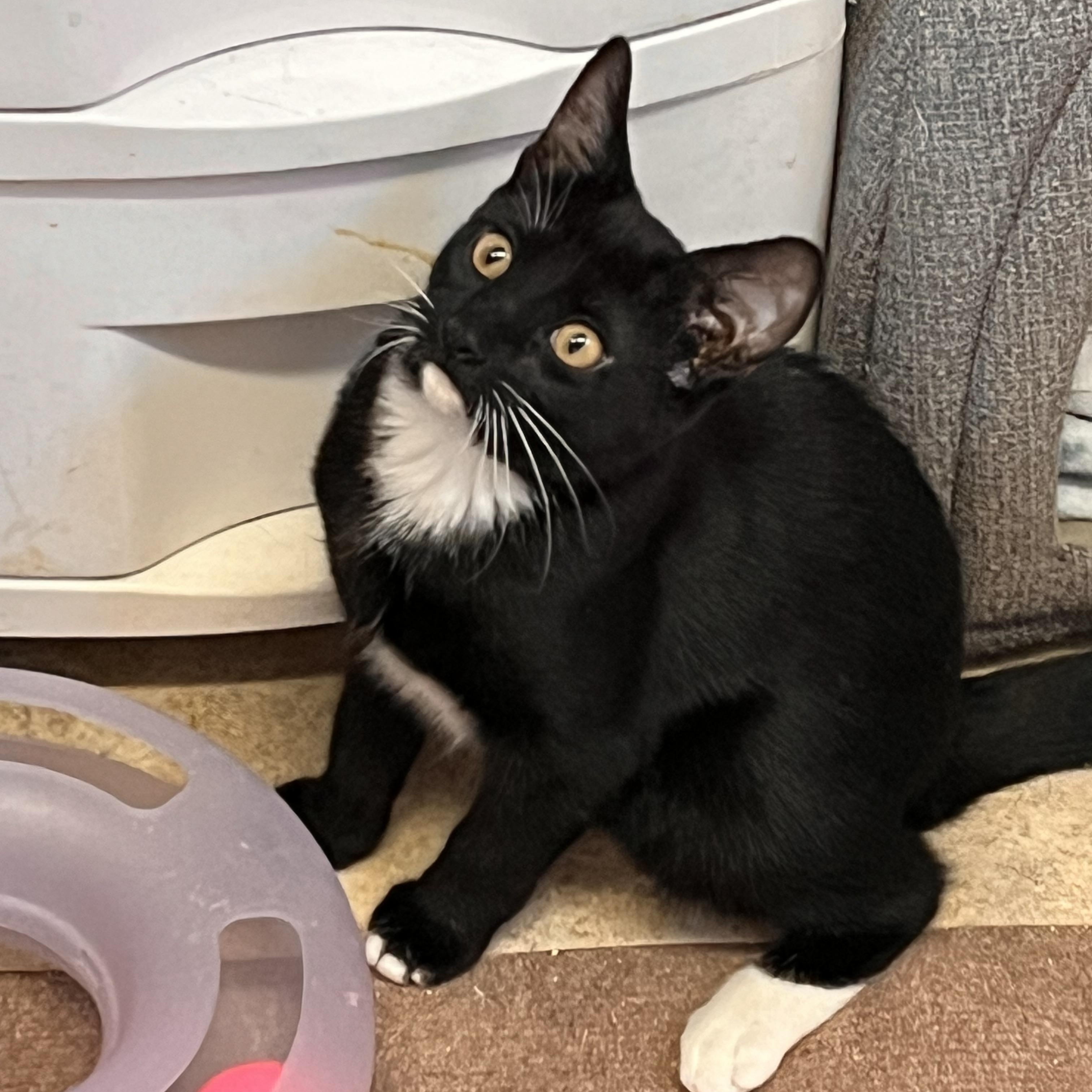 Penelope, Starsky and Hildegard (2 females,  1 male)